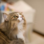 愛猫の最期~闘病記~