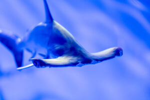 うみの杜水族館へ行ってきました